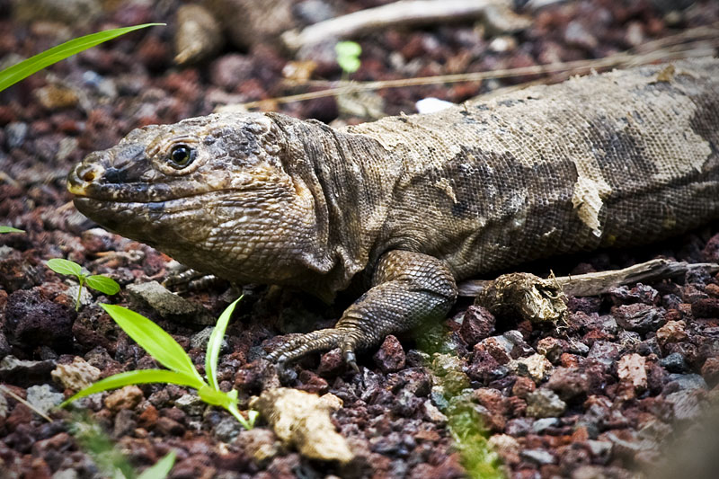Lagarto de El Hierro