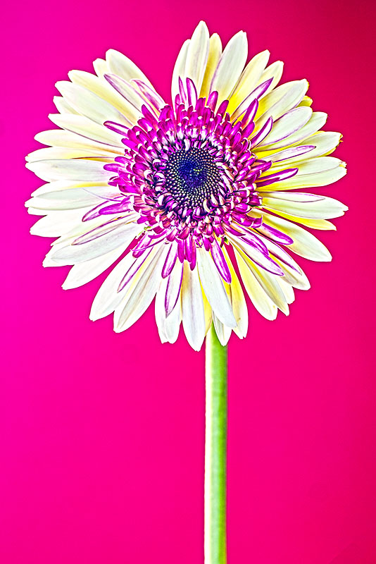 Gerbera